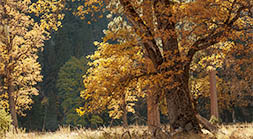 backlit oaks